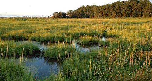 en gravemaskin i våtmark